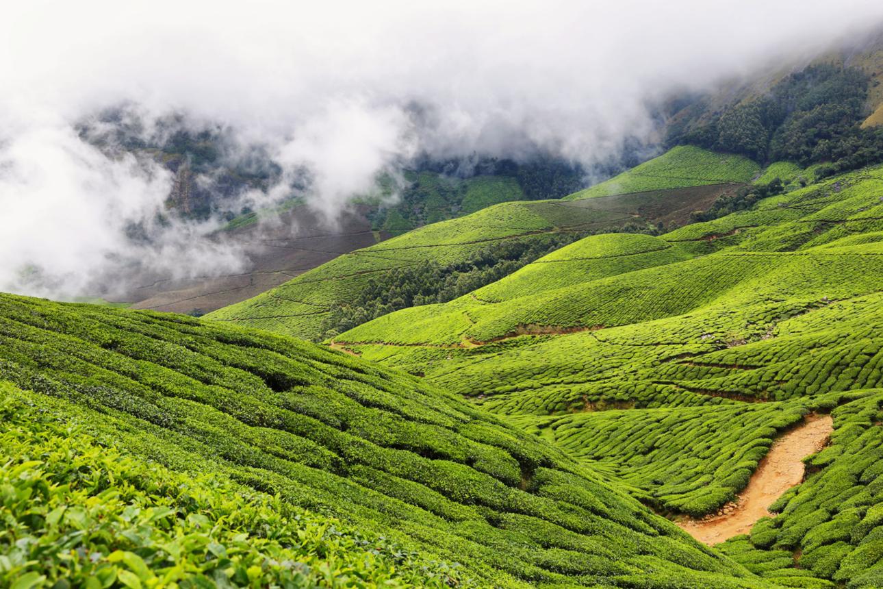 Wayanad